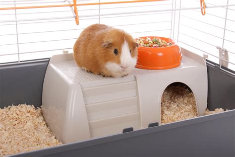Looking at this site, it seems to me that there are significant issues with boars. Why Guinea Pigs and Rabbits Are Not Starter Pets