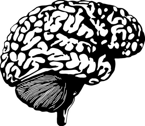 Brain PNG