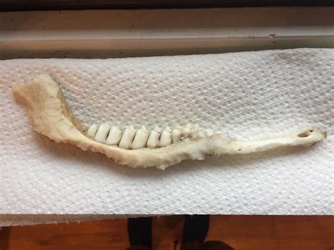 This Is Jeremy A White Tailed Deer Jawbone That I Recently Finished