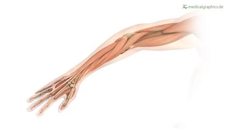 Free Illustration Arm Muscles Tendons