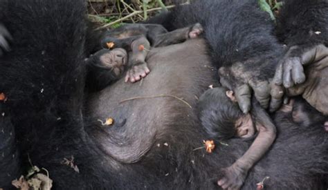 Twin Baby Gorillas Born In Virunga National Park During Covid 19