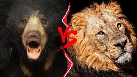 Asiatic Lion VS Sloth Bear Sloth Bear VS Asiatic Lion Who Would Win