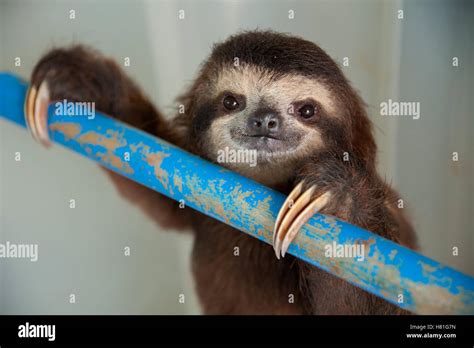 Brown Throated Three Toed Sloth Bradypus Variegatus One Year Old