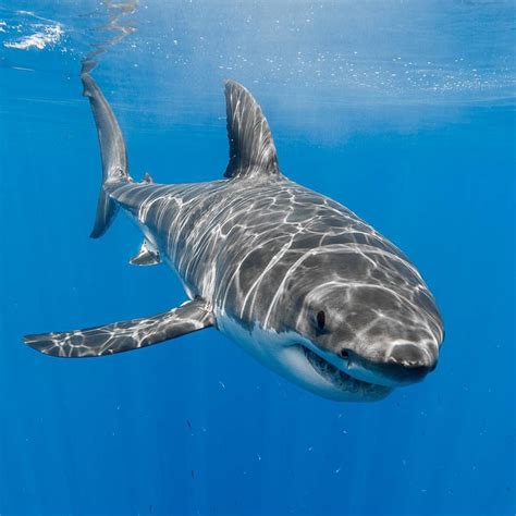 Great White Sharks — Georgeprobst A Male Great White