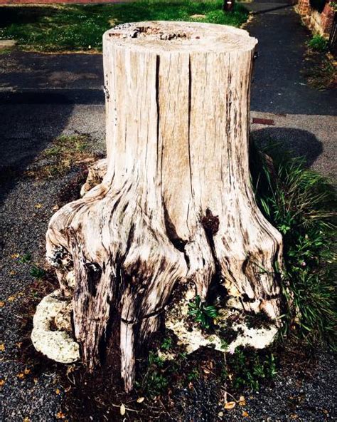 Dead Elm Trees Stock Photos Pictures And Royalty Free Images Istock