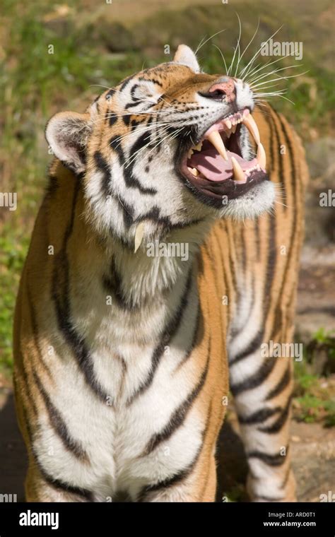 A Siberian Tiger Panthera Tigris Altaica Baring Its Teeth Stock Photo
