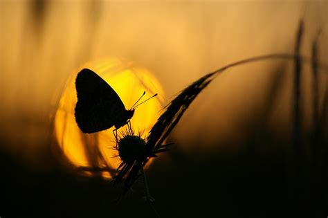 Sunset Beautiful Butterfly Pictures Butterfly Pictures Beautiful
