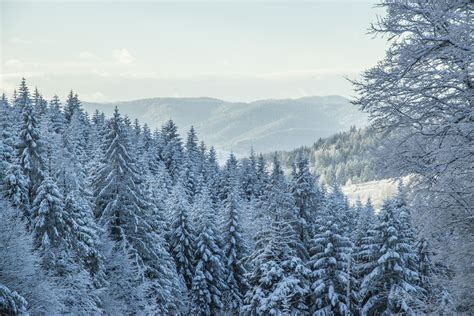 Poze Copac Pădure Pustie Ramură Munte Zăpadă îngheţ Zona