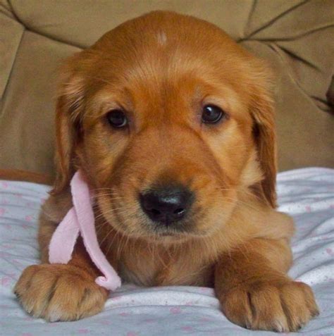 Red flags include puppies always being available, multiple litters on the premises, having your choice of any puppy, and the ability to pay online with a credit card. Red Golden Retriever Puppy | Red golden retriever puppy ...