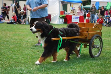 79 Bernese Mountain Dog Pulling A Cart Image Bleumoonproductions