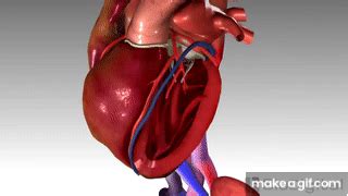 Insuficiência Cardíaca Congestiva Animação em 3D on Make a GIF