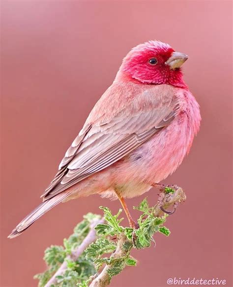 Ave You Ever Seen A Pink Bird 😍 ️a Beautiful Pink Colour Rosefinch