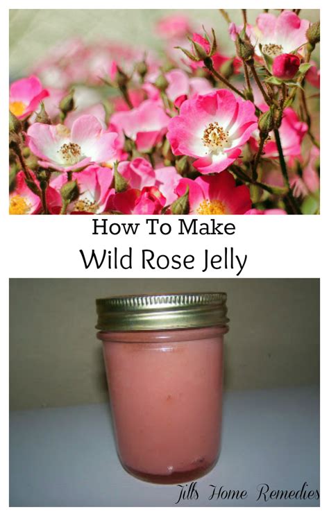 How To Make Homemade Wild Rose Jelly Jills Home Remedies