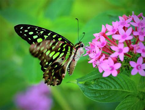 Graphium Agamemnon Butterfly In Flight Photograph By Lasting Image By