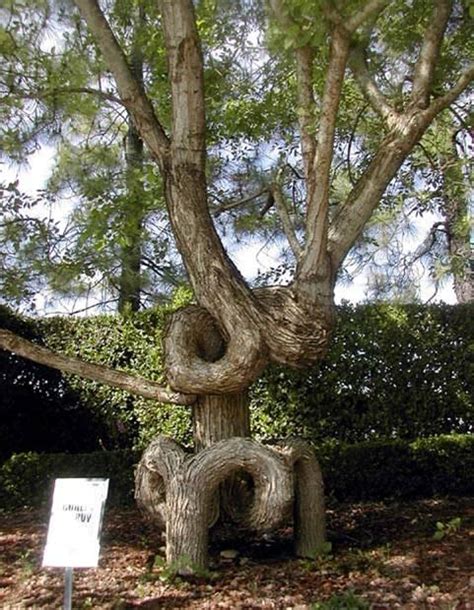 25 Most Astonishing And Unique Trees Of The World