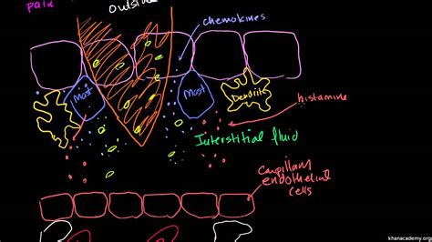 Biology Immunology 08 Inflammatory Response Youtube