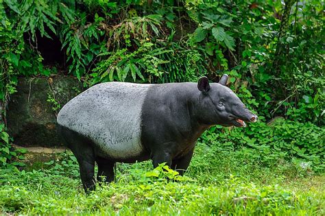 The Five Species Of Tapirs Living In The World Today Worldatlas