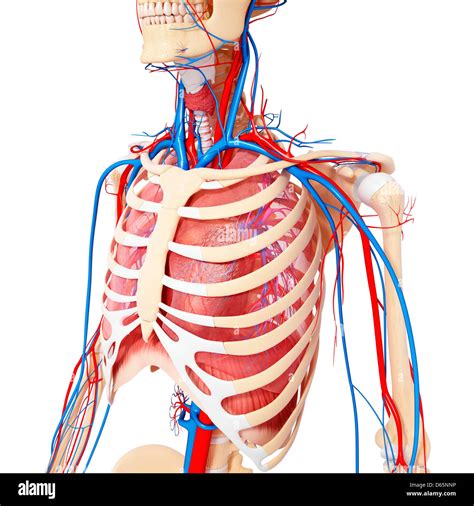 Full Chest Anatomy