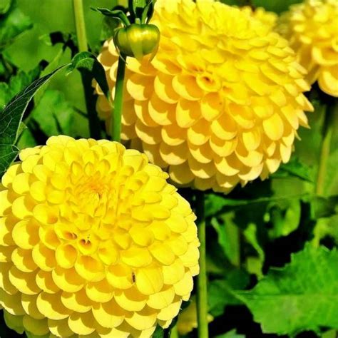 I fiori gialli sono il simbolo della solarità e della gioia di vivere. Semi Di Melange Di Fiori Gialli | Mondo Piante - Vendita ...