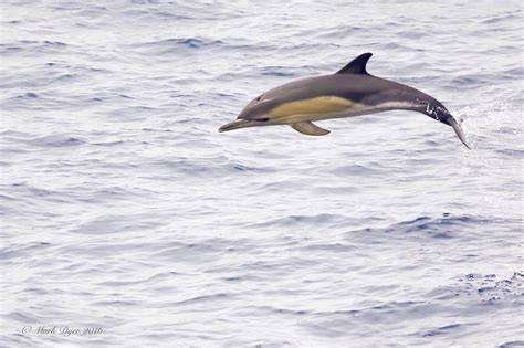 Short Beaked Common Dolphin Delphinus Delphis Mark Dyer Wildlife