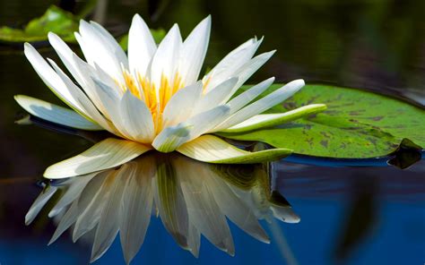 Water Lily Wallpaper 69 Pictures