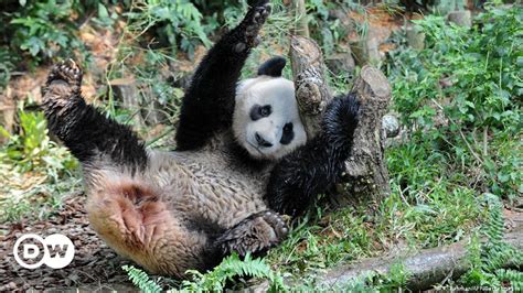 Pandas Mehr Sex Mit Richtigem Partner Dw 19 12 2015