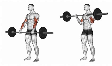 8 Arm Exercises To Build Muscle Fitness 1440