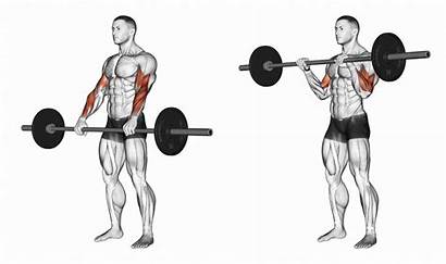 Curls Bar Reverse Arm Exercises Muscle Bench