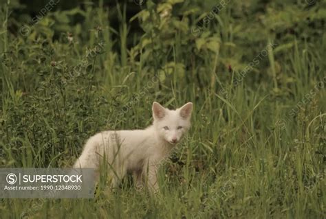 Red Fox Vulpes Vulpes Kit Albino Complete Albinism In Red Foxes Is