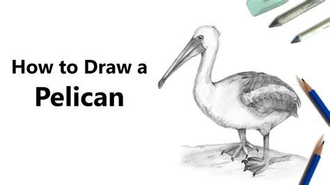 How To Draw A Pelican With Pencils Time Lapse Youtube