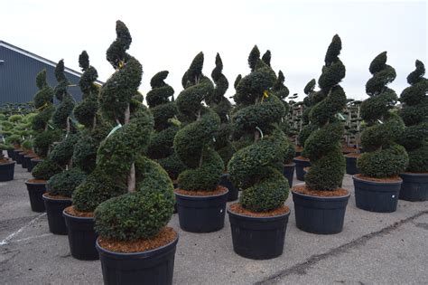 Topiary Shapes Valley Plants