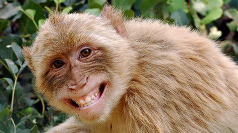 Smile Laughing Animals Monkeys Funny Funny Monkey Memes
