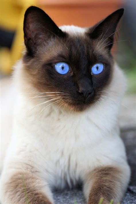 Are Siamese Mix Cats Good Pets Everything You Need To Know All To