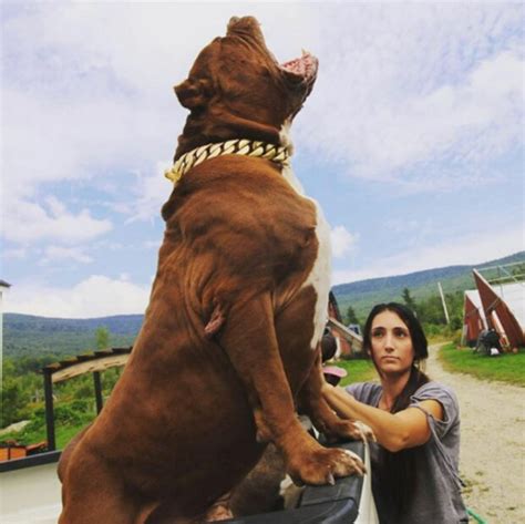 ein hund namens hulk ist der größte pitbull der welt der hund wiegt 81 kg und liebt picknicks