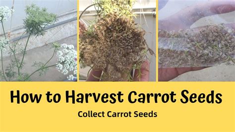 How To Harvest Carrot Seeds How To Collect Carrot Seeds Youtube