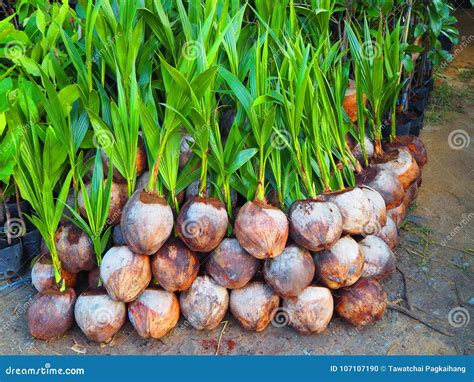 Coconut Seedlings Stock Photo Image Of Grow Growing 107107190