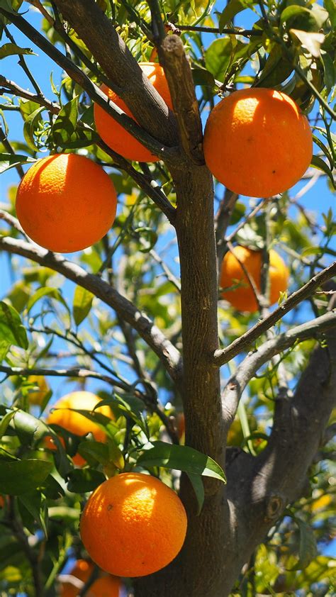 Orange Fruit Citrus Orange Tree Oranges Food Orange Fruit Hd