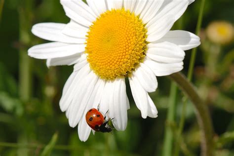 Marguerite Coccinelle Nature · Photo Gratuite Sur Pixabay