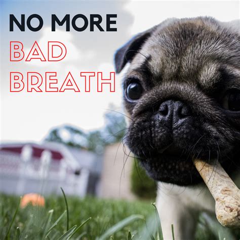 A Treat To Help Your Dogs Bad Breath Hubpages