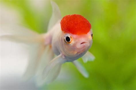 Oranda Goldfish Complete Guide To Care Breeding Tank Size And