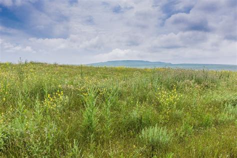 Crimea Steppe Landscape Summer Stock Photo Image Of Grass Plant