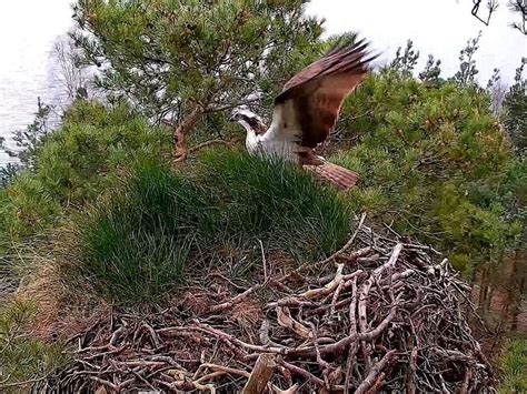 First Osprey Of The Season Arrives At Scottish Nesting Site Shropshire Star