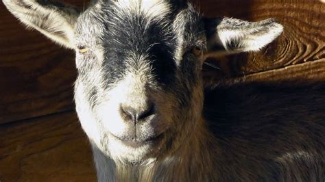 Goat Up Close Free Stock Photo Public Domain Pictures