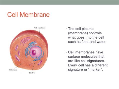 The dna in the animal cells is located within the nucleus. Animal cell Poems