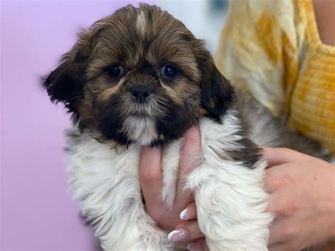 Shih Tzu Dog Male Red White 3161729 Furrylicious®