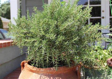 How To Grow Rosemary Indoors Or In A Pot Plant Instructions