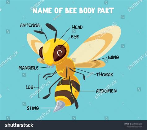 1427 Imágenes Fotos De Stock Objetos En 3d Y Vectores Sobre Bee Body