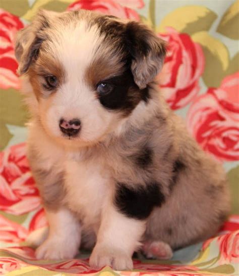 Pin On Blue Merle Toy Aussie Puppies For Sale In Co Al Ak Az Ar Ca