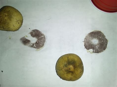 Here Are The Spore Prints From The Mushrooms I Have Found Can Anyone