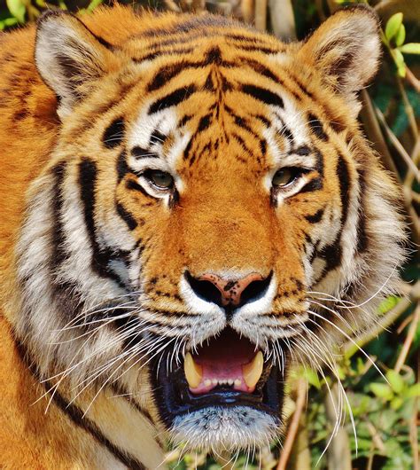 Free Images Fur Predator Fauna Whiskers Snout Tiger